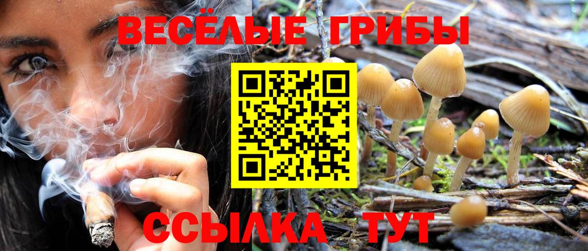 Псилоцибиновые грибы Psilocybe Жигулёвск